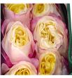Rosa ecu fatima garden 60 - REFAR121