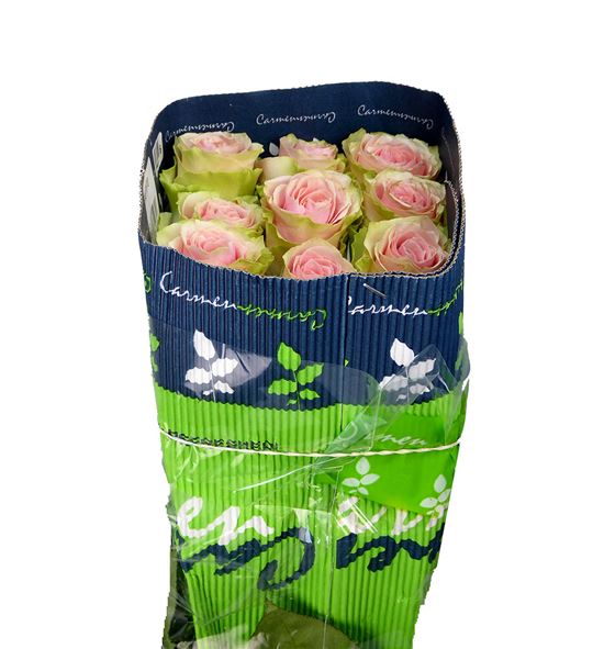 Rosa ecu frutteto 70 - RCFRU