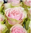 Rosa ecu frutteto 70 - RCFRU2