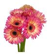 Gerbera hippie chic 50 x10 - GERHIPCHI