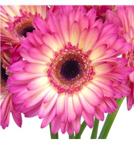 Gerbera hippie chic 50 x10 - GERHIPCHI