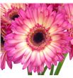 Gerbera hippie chic 50 x10 - GERHIPCHI1