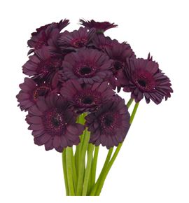 Gerb mini dark night 50 - GERMDARNIG