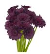 Gerb mini dark night 50 - GERMDARNIG