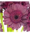 Gerb mini dark night 50 - GERMDARNIG1