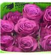 Rosa ecu blueberry 50 - REBLUE1