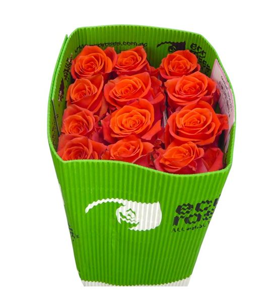 Rosa ecu ceyenne 50 - RECEY