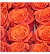 Rosa ecu ceyenne 50 - RECEY1