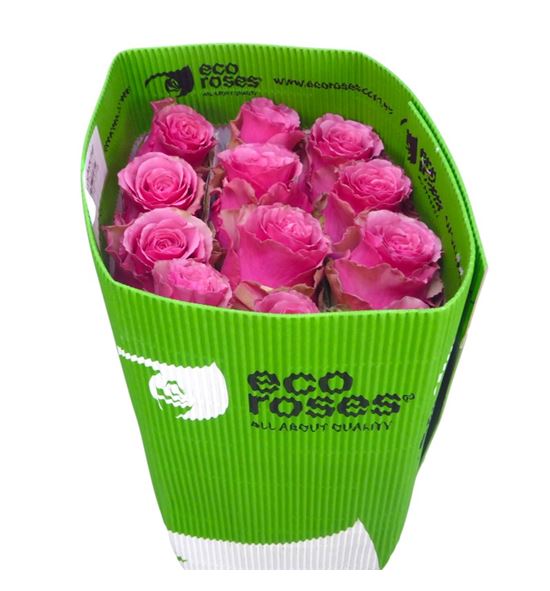 Rosa ecu cherry mist 50 - RECHEMIS