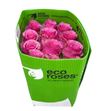 Rosa ecu cherry mist 50 - RECHEMIS