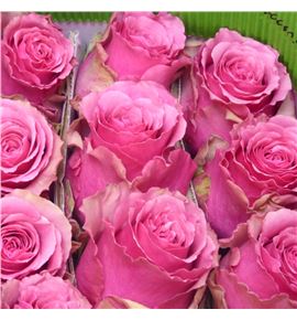 Rosa ecu cherry mist 50 - RECHEMIS