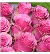 Rosa ecu cherry mist 50 - RECHEMIS1