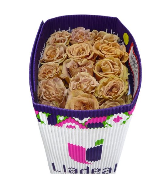 Rosa ecu golden dawn 60 - REGOLDAW