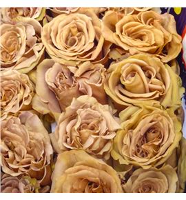 Rosa ecu golden dawn 60 - REGOLDAW
