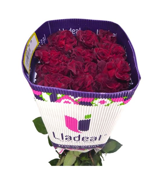 Rosa ecu hearts 60 - REHEA