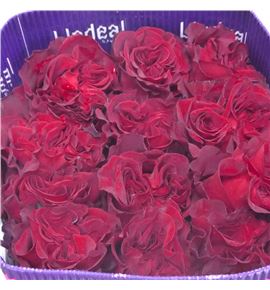 Rosa ecu hearts 60 - REHEA