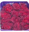 Rosa ecu hearts 60 - REHEA1