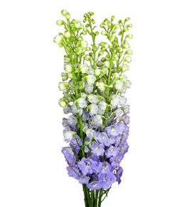 Delphinium centur lavander 120 - DELCENLAV