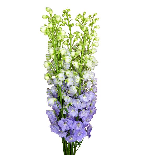 Delphinium centur lavander 120 - DELCENLAV