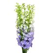 Delphinium centur lavander 120 - DELCENLAV