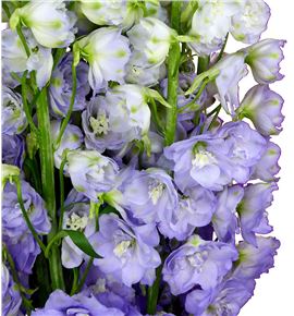 Delphinium centur lavander 120 - DELCENLAV