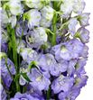 Delphinium centur lavander 120 - DELCENLAV1