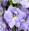 Delphinium centur lavander 120 - DELCENLAV2