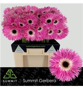 Gerbera spin stitch 50 x10 - GERSPISTI5010