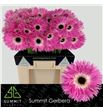 Gerbera spin stitch 50 x10 - GERSPISTI5010