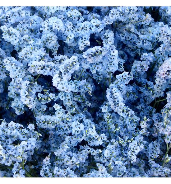 Limonium teñido amarillo 70 - LIMCHITENAZU1