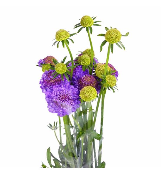 Scabiosa lavender scoop 50 - SCALAVSCO