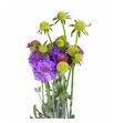 Scabiosa lavender scoop 50 - SCALAVSCO