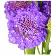 Scabiosa lavender scoop 50 - SCALAVSCO2