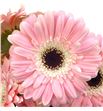 Gerbera diabolo - GERDIA1