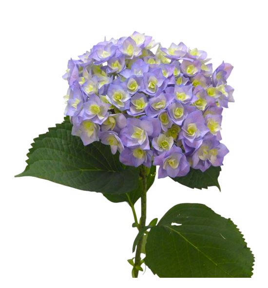 Hydr royal majesty blue 80 - HYDROYMAJBLU