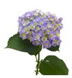 Hydr royal majesty blue 80 - HYDROYMAJBLU