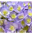 Hydr royal majesty blue 80 - HYDROYMAJBLU1