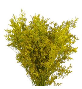 Limonium teñido amarillo 70 - LIMTENAMA