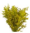 Limonium teñido amarillo 70 - LIMTENAMA