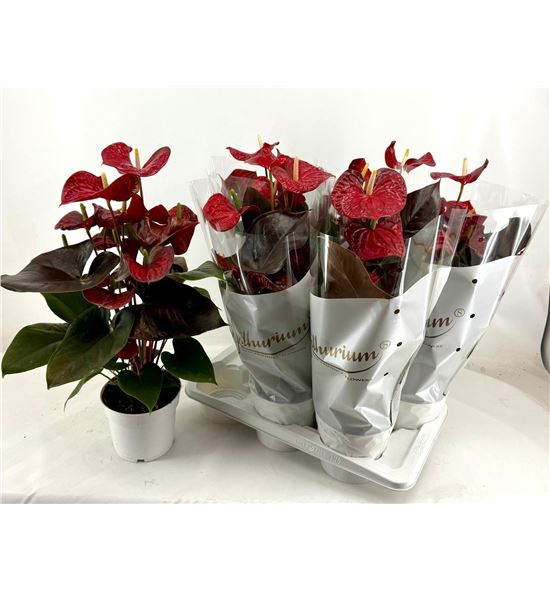 Pl. anthurium coral champion 60cm x6 - ANTCORCHA61760