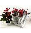 Pl. anthurium coral champion 60cm x6 - ANTCORCHA61760