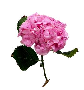 Hydr royal love 80 - HYDROYLOV