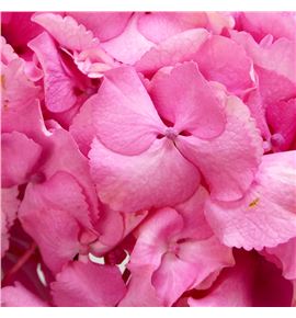 Hydr royal love 80 - HYDROYLOV