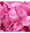 Hydr royal love 80 - HYDROYLOV1