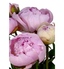 Paeonia angel cheeks x5 55 - PAEANGCHE