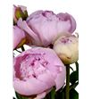 Paeonia angel cheeks x5 55 - PAEANGCHE1