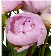 Paeonia angel cheeks x5 55 - PAEANGCHE2