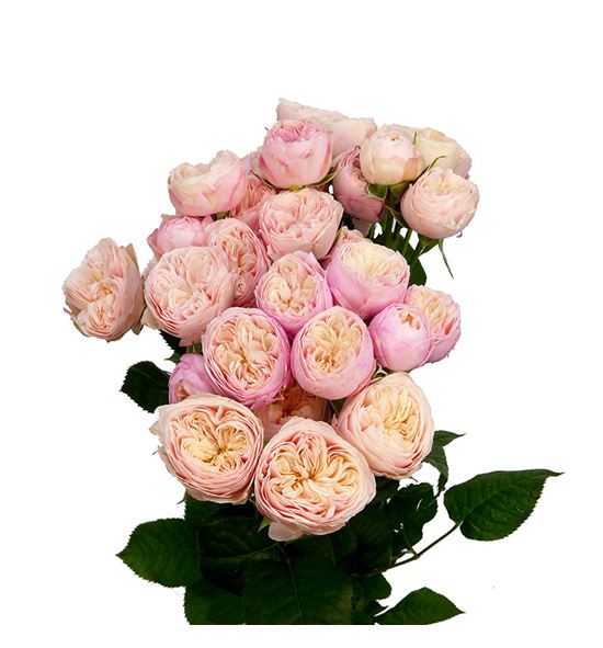 Rs ramificada royal blush 60 - RTRROYBLU
