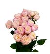 Rs ramificada royal blush 60 - RTRROYBLU