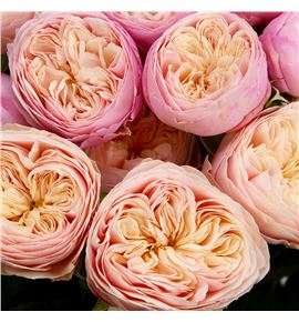 Rs ramificada royal blush 60 - RTRROYBLU
